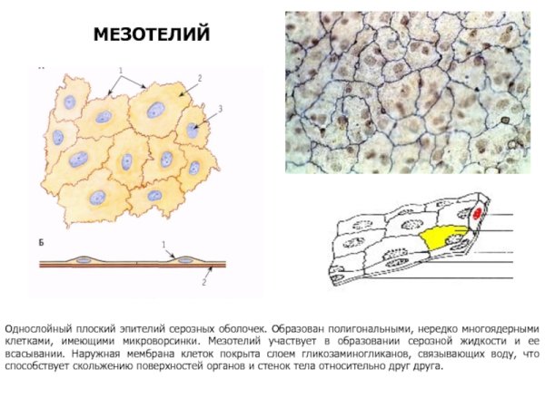 Плоский и цилиндрический эпителий