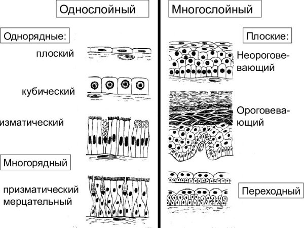 Эпительнаяая ткань рисунок
