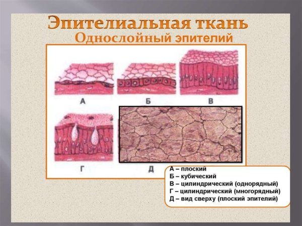 Эпителиальная ткань однослойный плоский