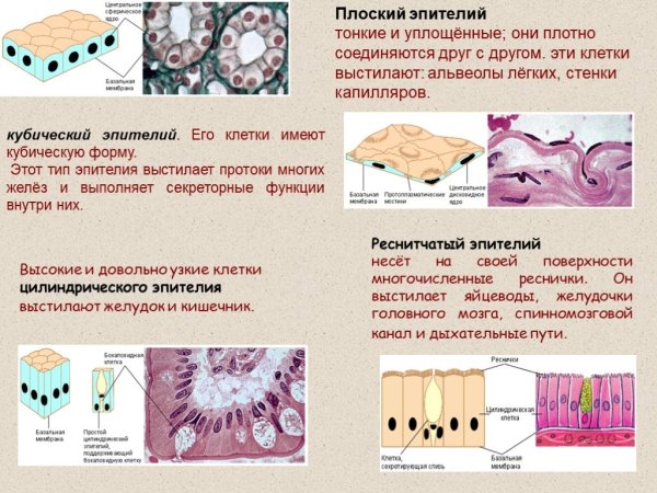 Эпителиальная ткань плоский эпителий рисунок