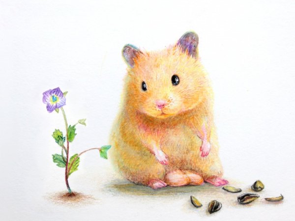 Хомяк рисунок