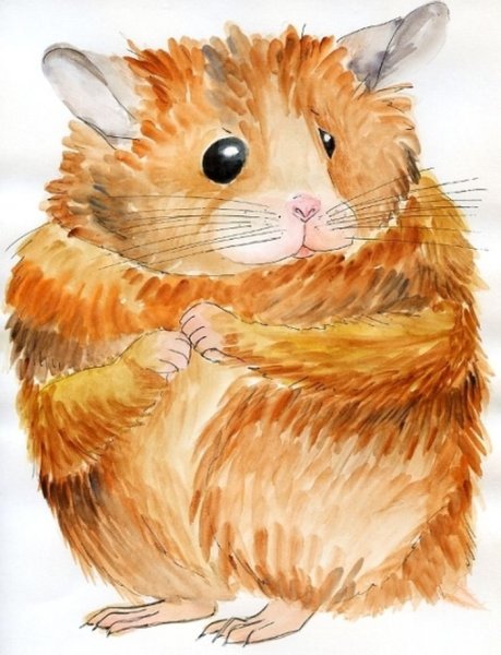 Хомячки цветными карандашами