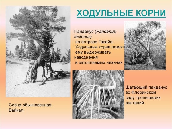 Растения с ходульными корнями