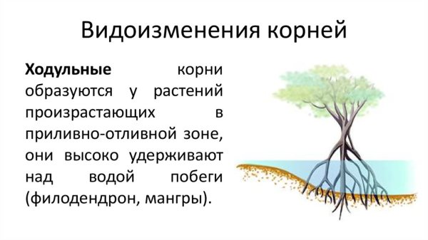 Ходульные корни строение