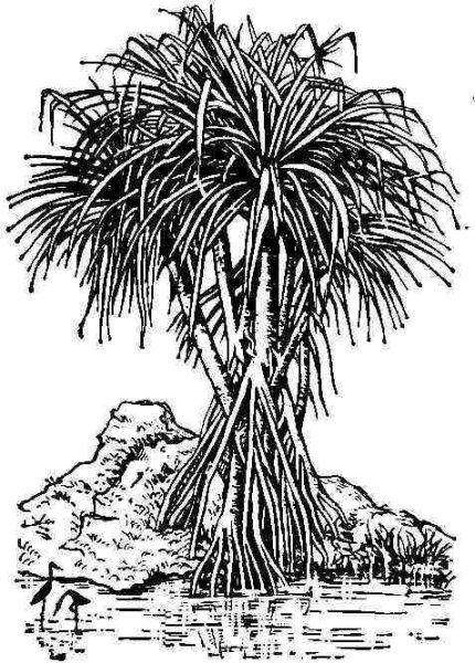 Корни подпорки