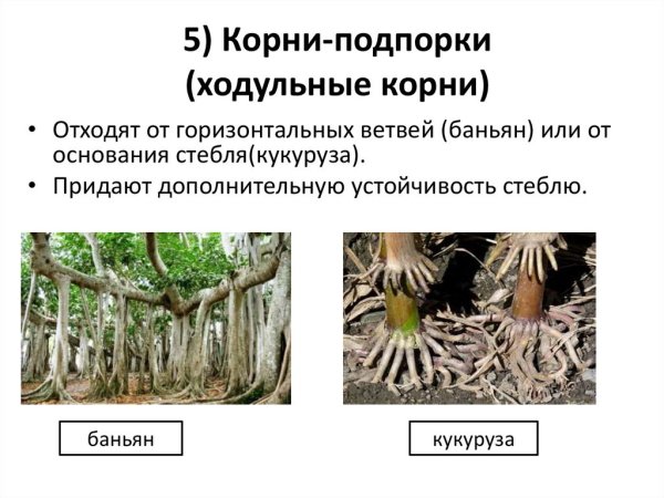 Растения с ходульными корнями
