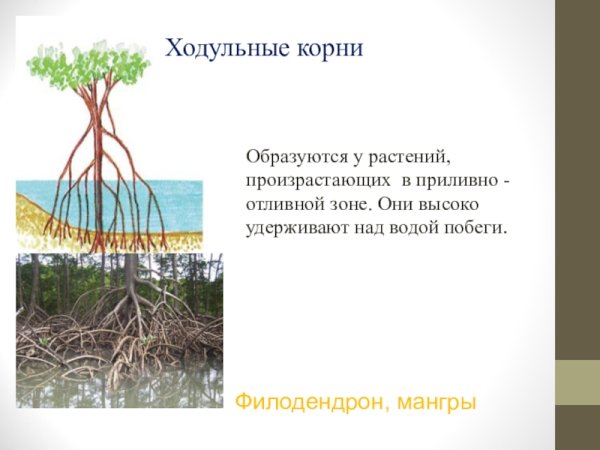 Растения с ходульными корнями