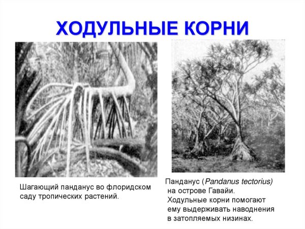 Ходульные корни чемерица