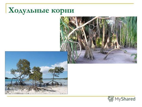 Ходульные корни баньяна