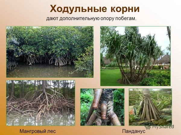 Опорные корни Баньян