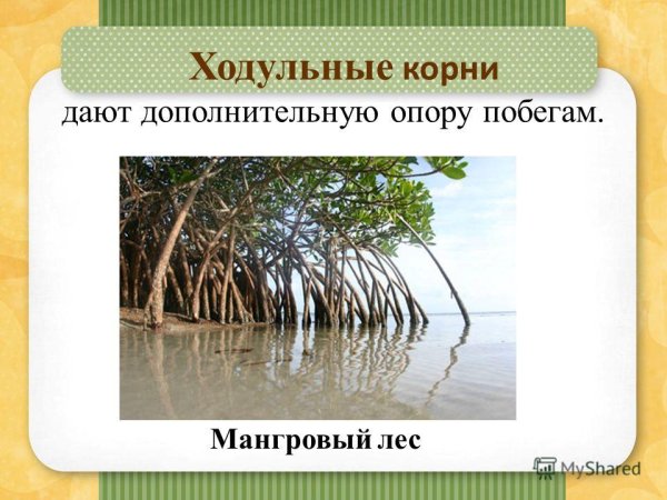 Воздушные опорные корни корни-подпорки