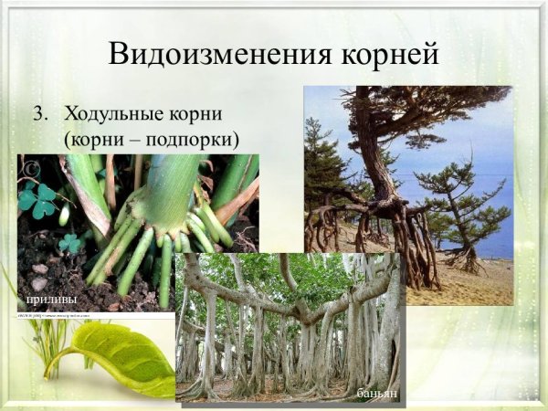 Видоизменения корней панданус