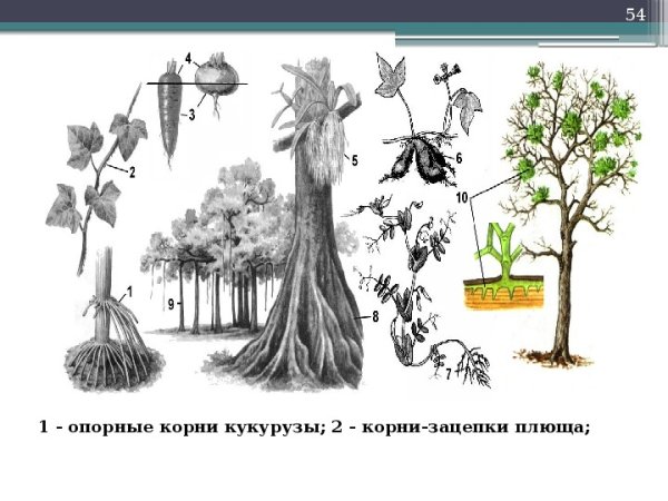 Ходульные корни видоизменения