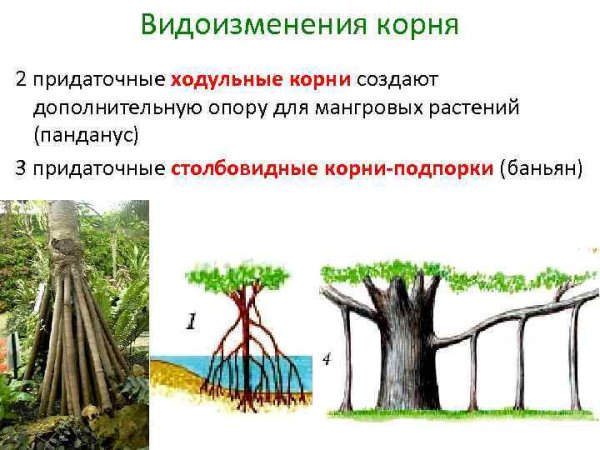 Опорные столбовидные корни