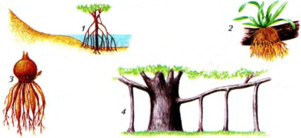 Ходульные корни кукурузы