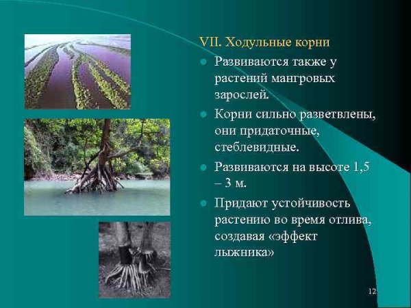 Ходульные столбовидные корни