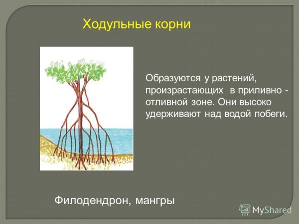 Ходульные корни и корни-подпорки