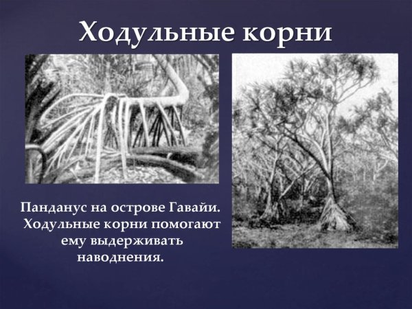 Видоизменения корней ходульные корни