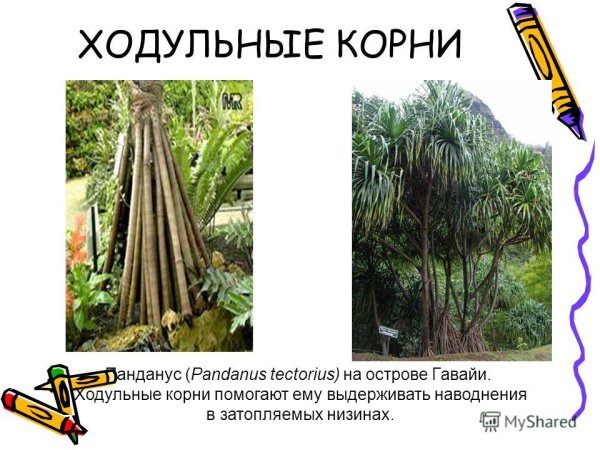 Ходульные корни видоизменения