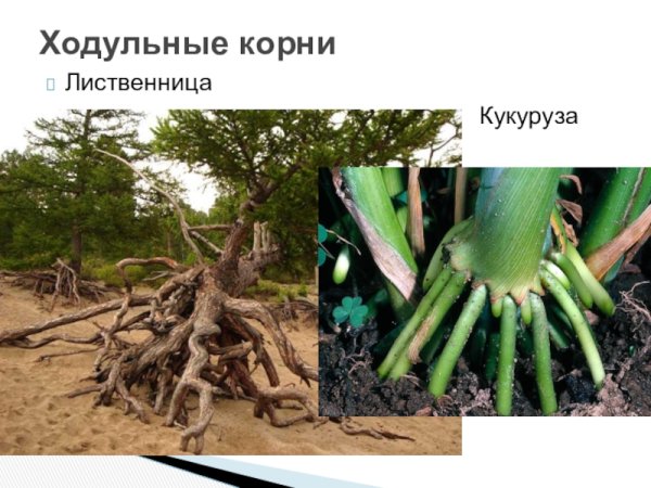 Растения у которых ходульные корни