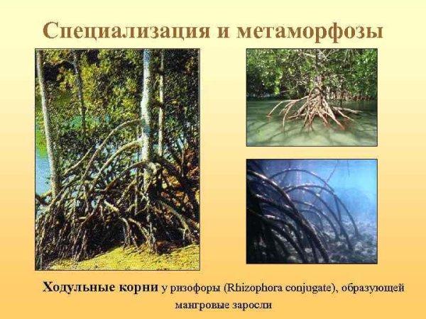 Ходульные корни