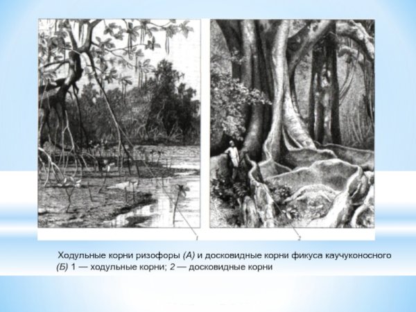 Ходульные корни примеры растений