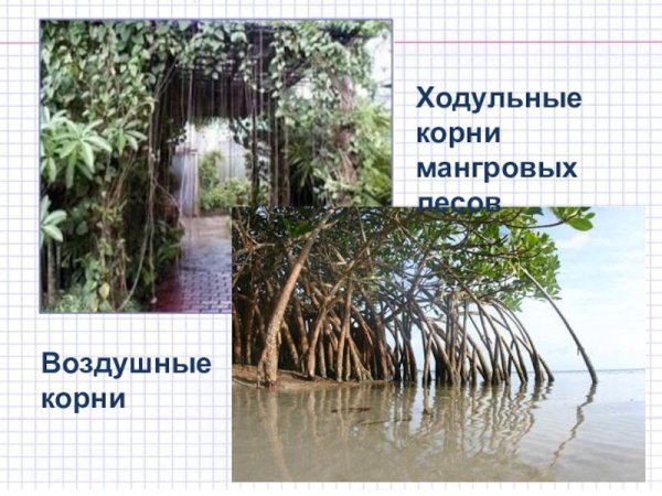 Растения с ходульными корнями