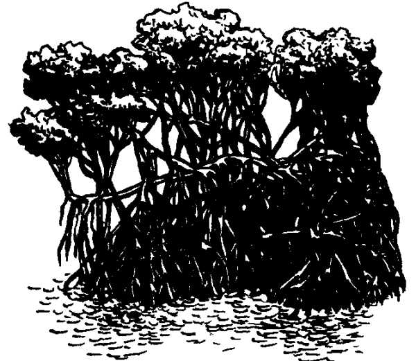 Ходульные корни функции