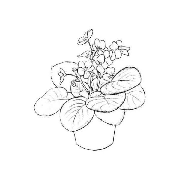 Фиалка узамбарская рисунок