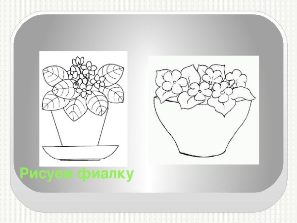 Рисование комнатные растения средняя группа