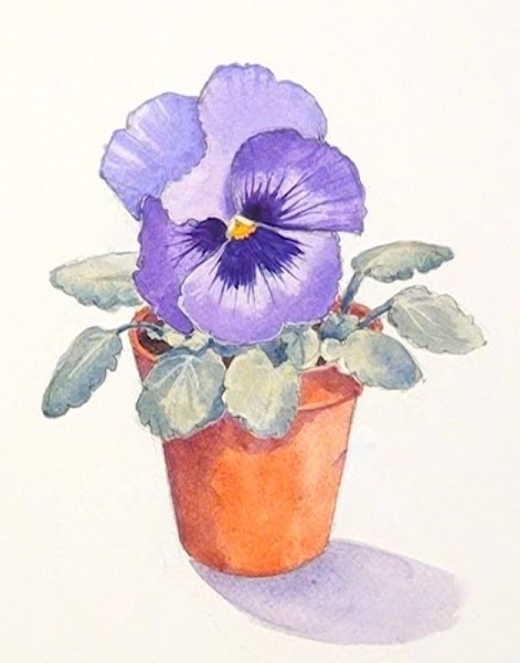 Комнатные растения раскраска