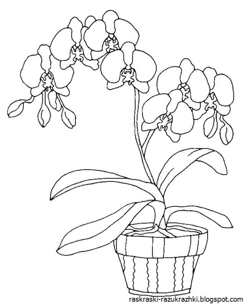 Родина цветка узамбарская фиалка