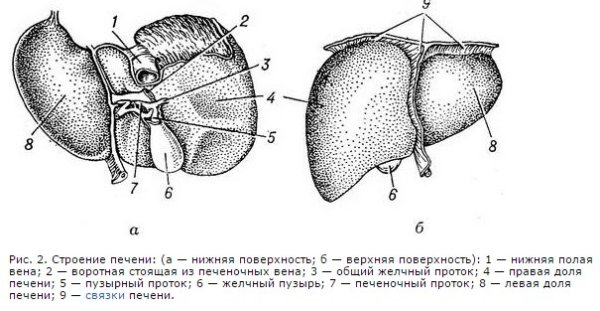 Строение печени сзади