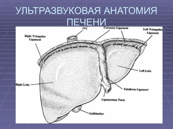 Ультразвуковая анатомия печени