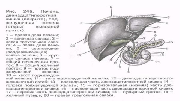Строение печени анатомия рисунок