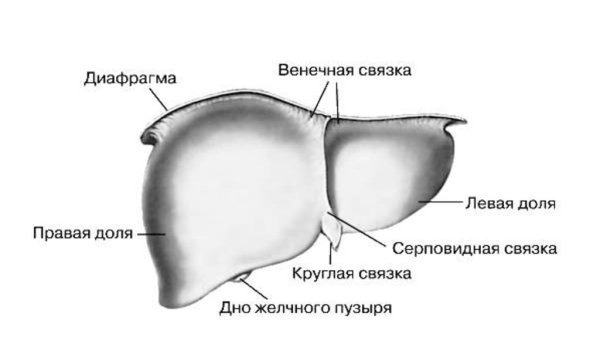 Схема строения печени