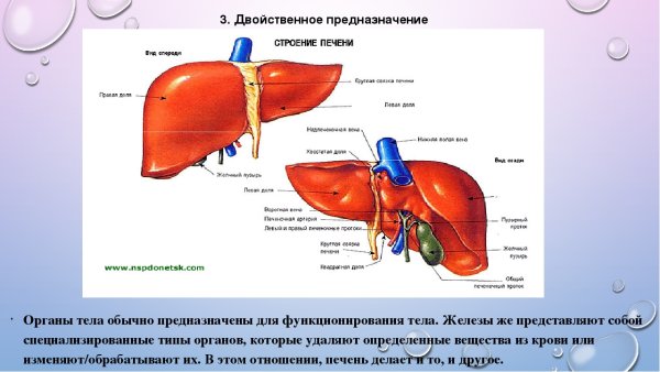 Строение печени вид спереди