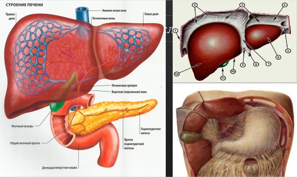 Функции печени анатомия