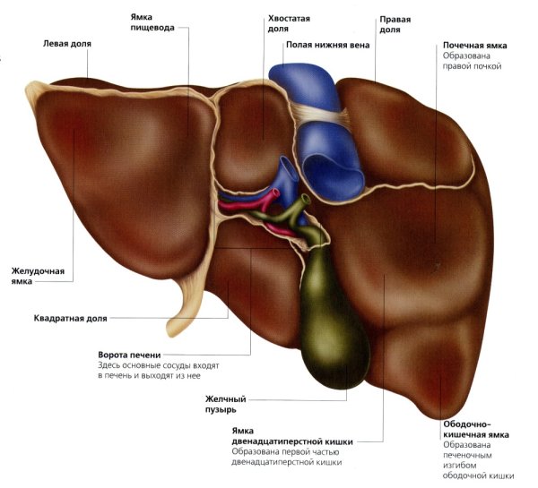 Доли висцеральной поверхности печени