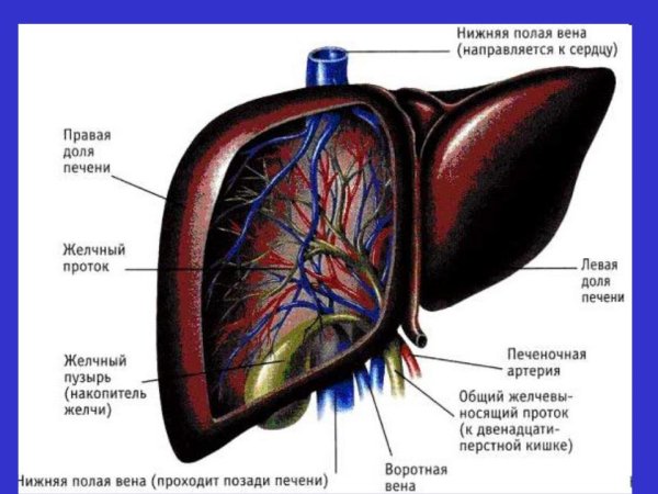 Анатомическое строение печени