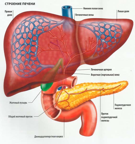 Печень и поджелудочная железа анатомия