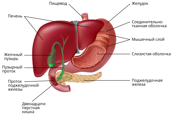 12 Перстная кишка печень поджелудочная железа