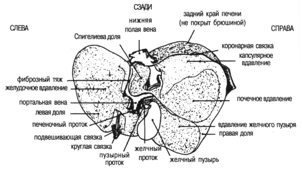 Схема висцеральной поверхности печени
