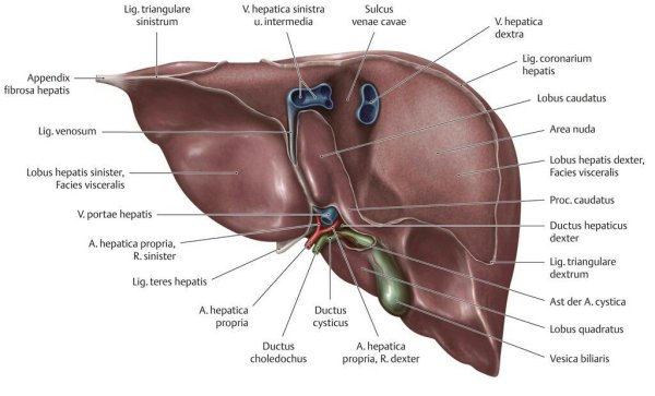 Ligamentum falciforme hepatis