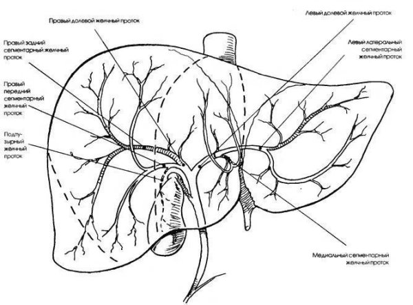 Желчные протоки печени анатомия