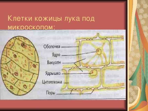 Строение клетки чешуи лука