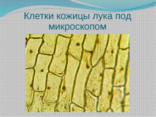 Клетки кожицы лука биология 5 класс