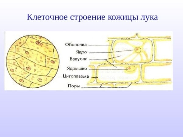 Строение клетки чешуи лука
