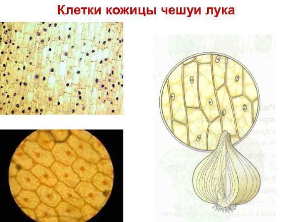 Клетка кожицы лука в световой микроскоп