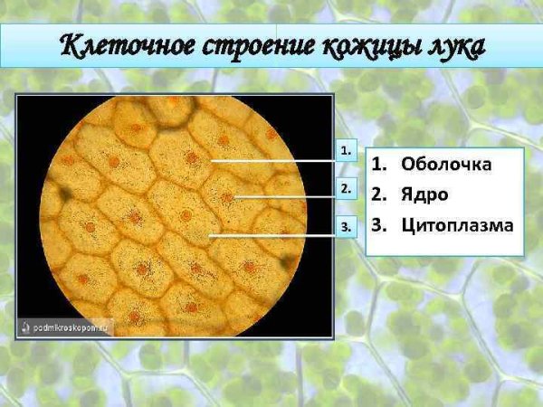 Строение кожицы чешуи лука